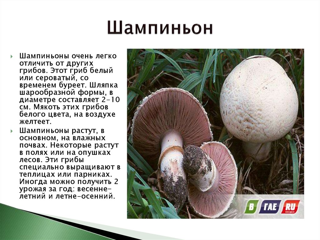 Шампиньоны грибы фото съедобные и ложные