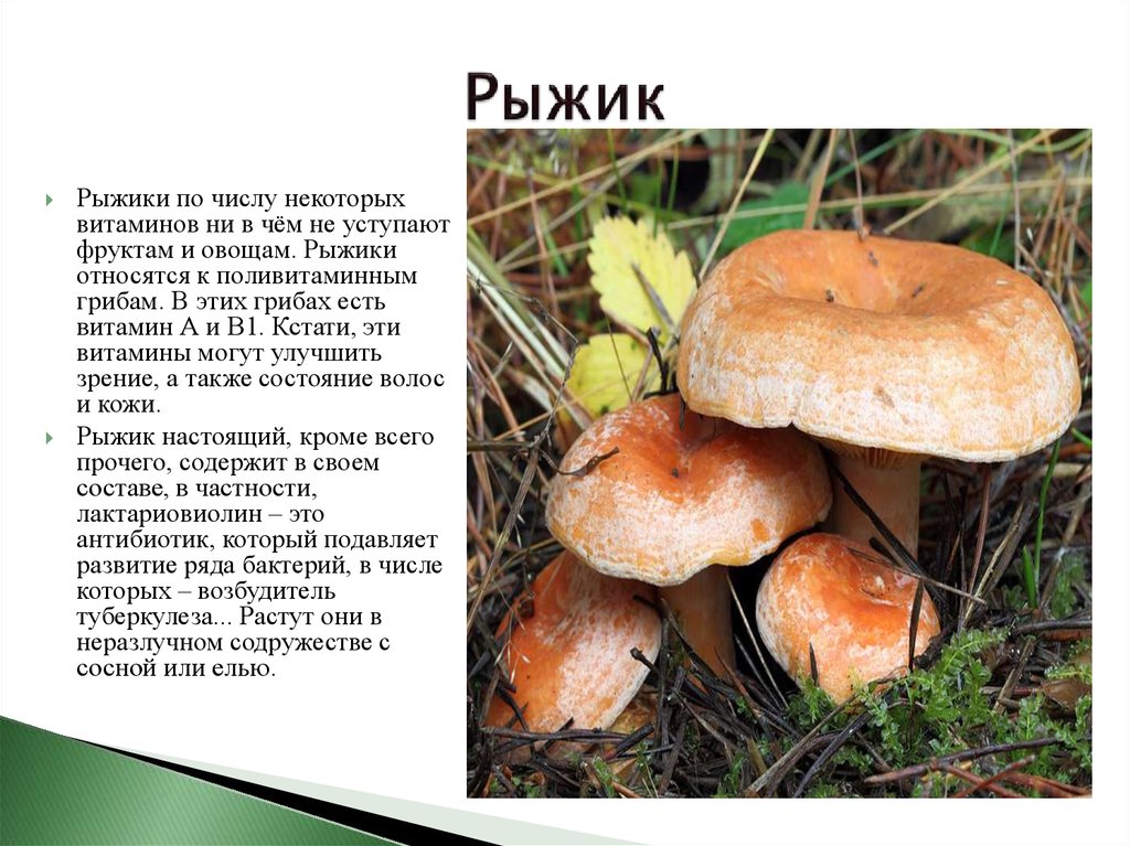Рыжик разбор. Грибы съедобные фото и описание. Съедобные грибы описание. Описание съедобных грибов. Описание грибов с фотографиями.