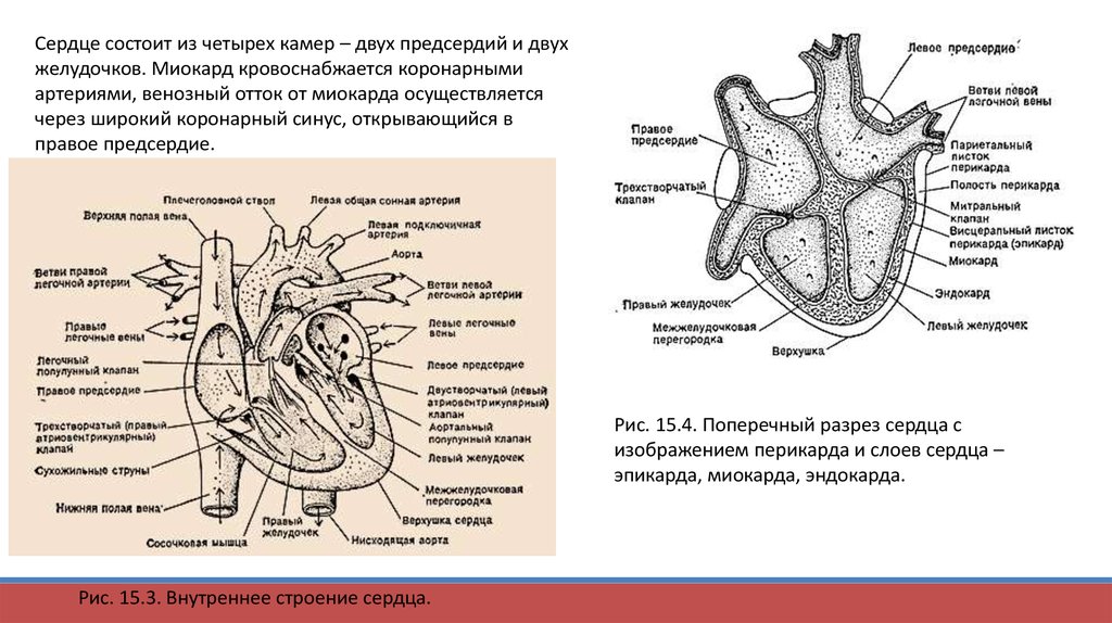 Сердце состоит из. Сердце состоит из четырёх камер. Сердце состоит из двух. Сердце состоит из двух предсердий и двух желудочков.