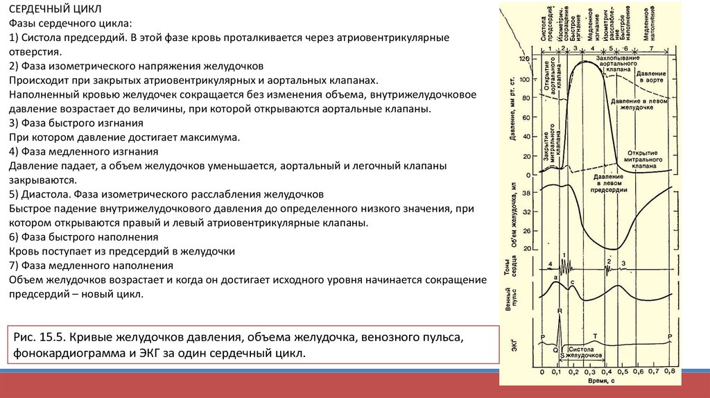 Диаграмма изменения давления и объема крови в желудочках сердца во время сердечного цикла