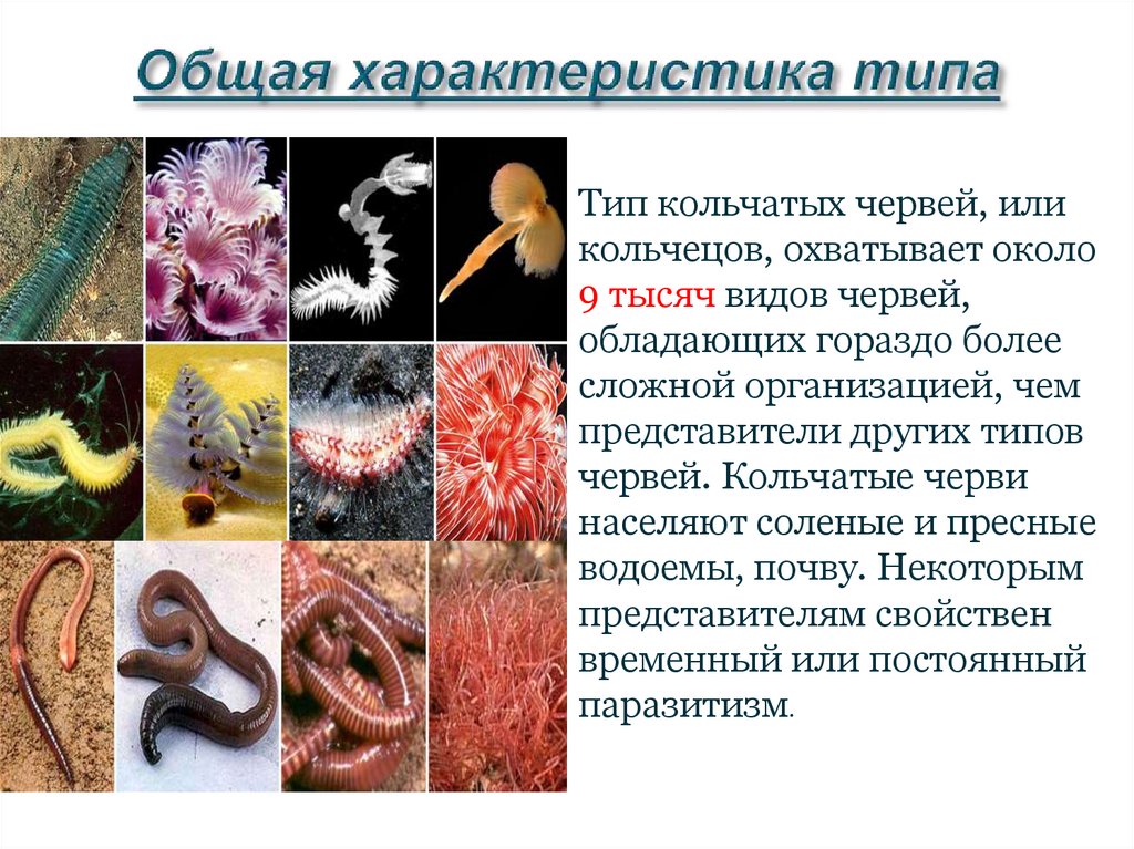 Усложнение червей. Тип кольчатые морские черви. Кольчатые черви 7 класс биология. Биология 7 класс типы кольчатых червей. Общая характеристика типа круглые и кольчатые черви.