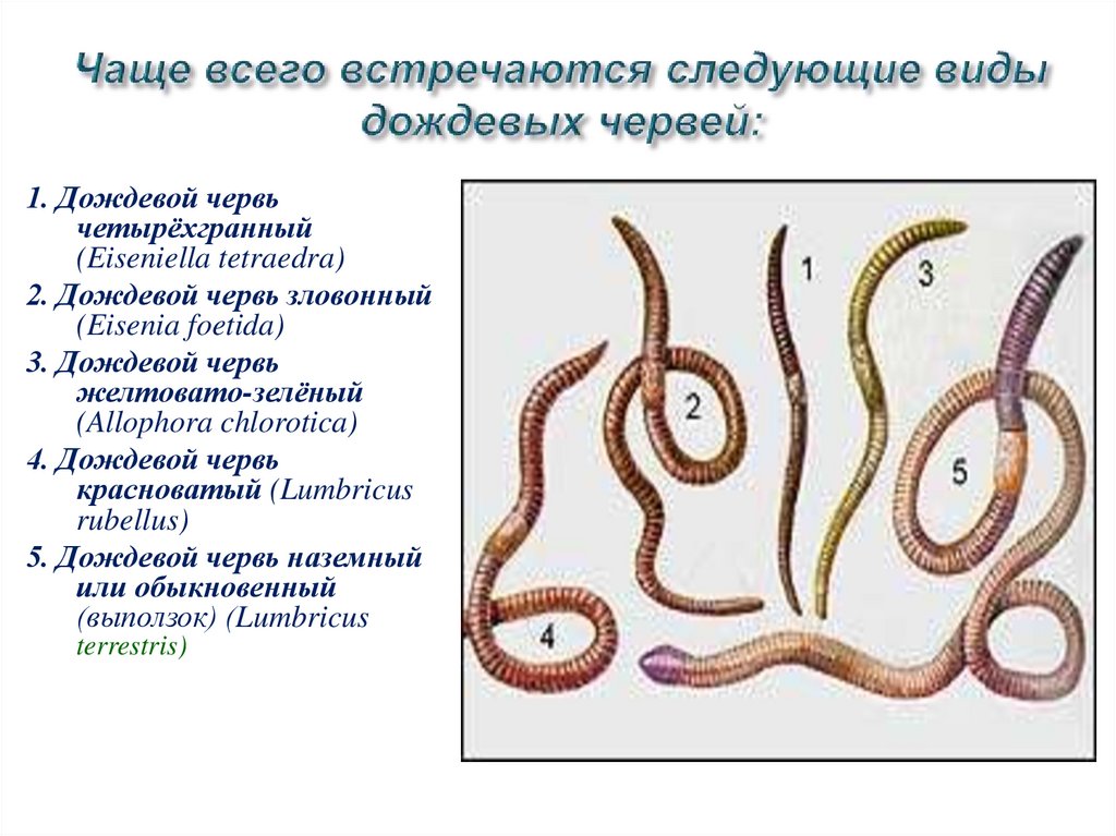 Система малощетинковых червей. Кольчатые черви класс нематоды. Малощетинковые кольчатые черви. Кольчатые черви таксономия. Тип кольчатые черви класс Малощетинковые черви.