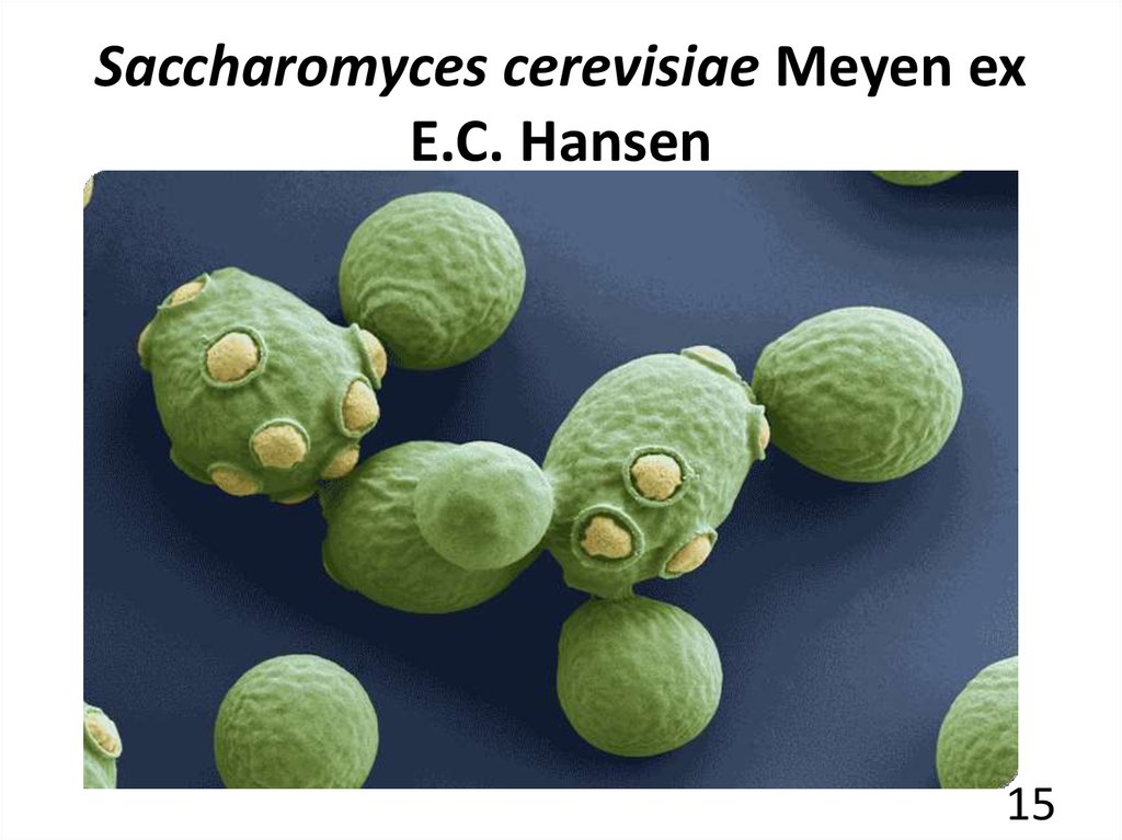 Saccharomyces cerevisiae Meyen ex E.C. Hansen