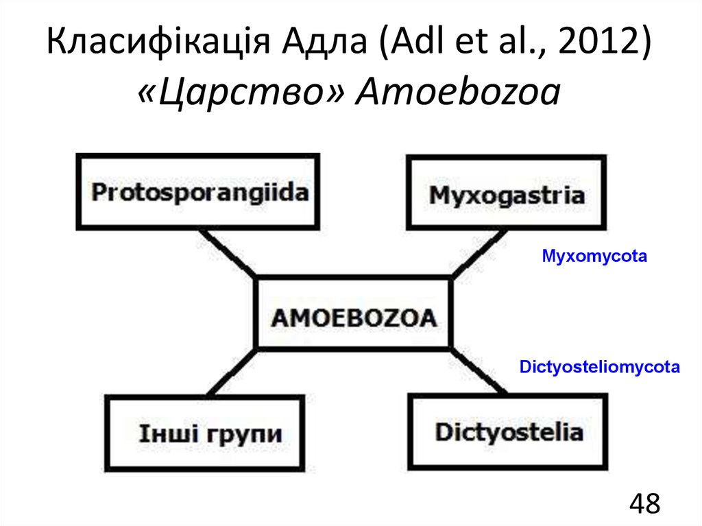 Класифікація Адла (Adl et al., 2012) «Царство» Amoebozoa
