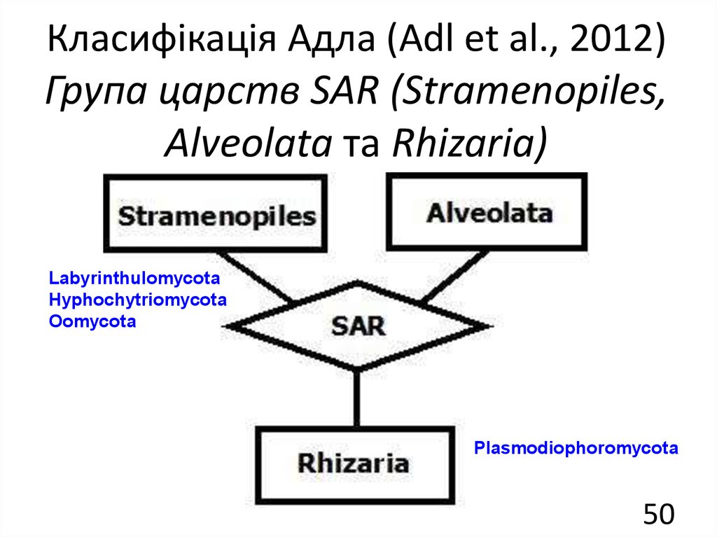 Класифікація Адла (Adl et al., 2012) Група царств SAR (Stramenopiles, Alveolata та Rhizaria)