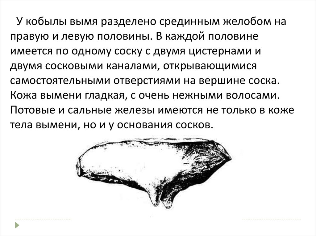 В каждой половине. Строение вымени лошади. Особенности строения вымени кобылы. Строение молочной железы кобылы.