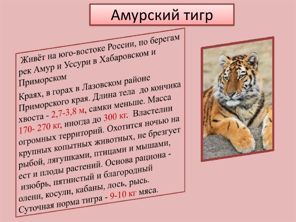 Книга амурский