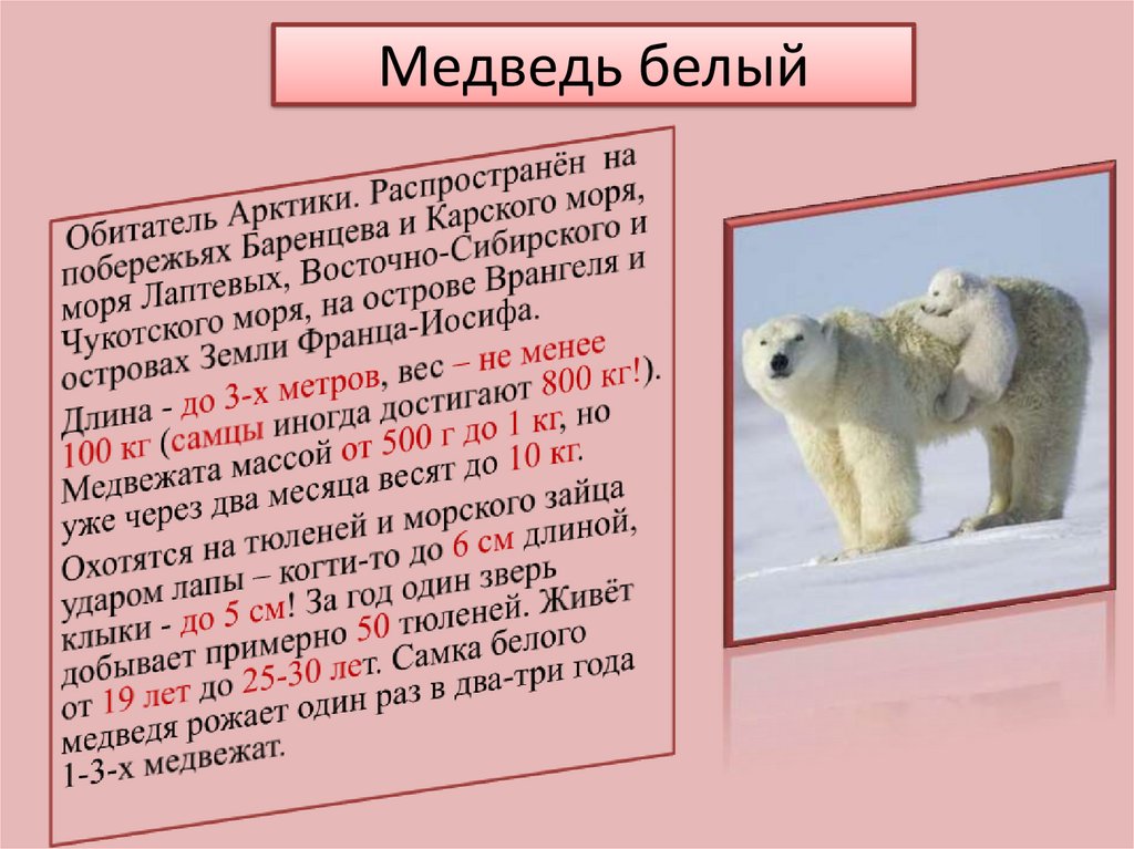 Масса медвежонок 15