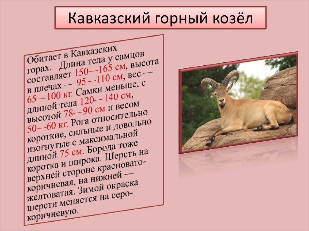 Кавказский горный козёл