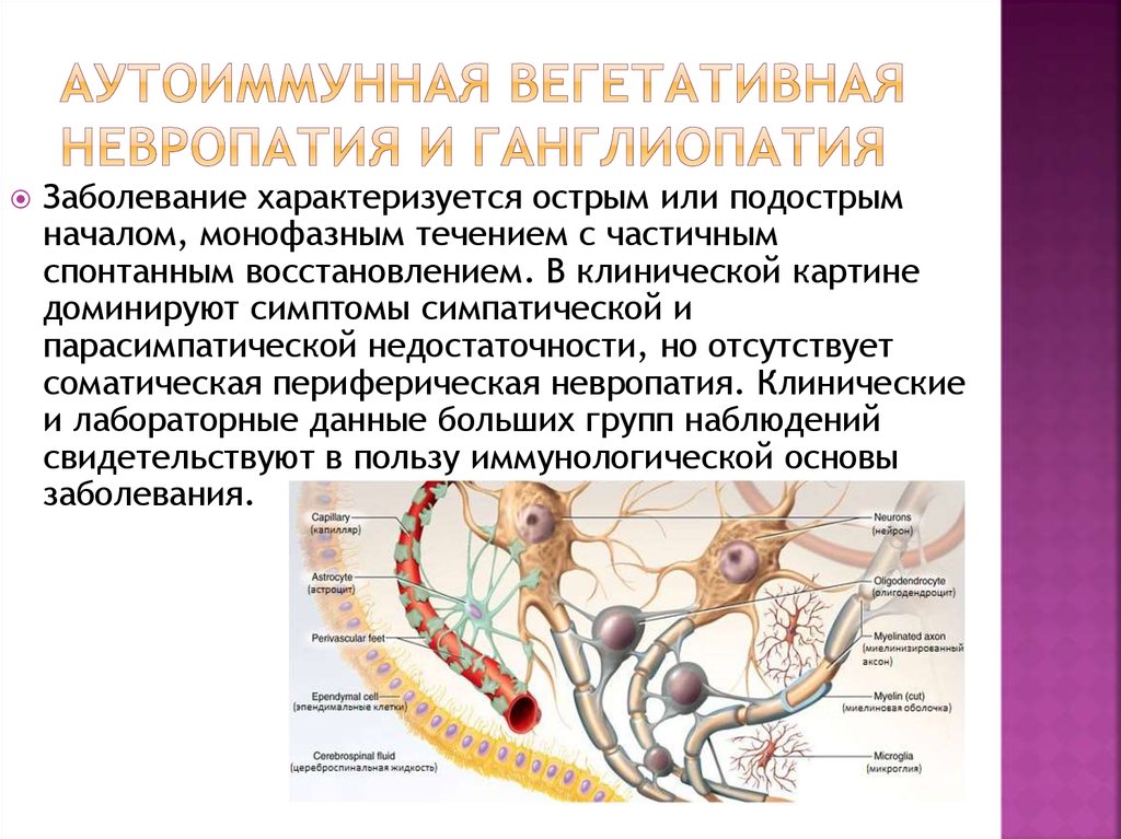 Наружная невропатия. Идиопатическая периферическая нейропатия. Периферическая вегетативная невропатия. Аутоиммунной вегетативной нейропатии.. Аутоиммунная вегетативная полинейропатия.