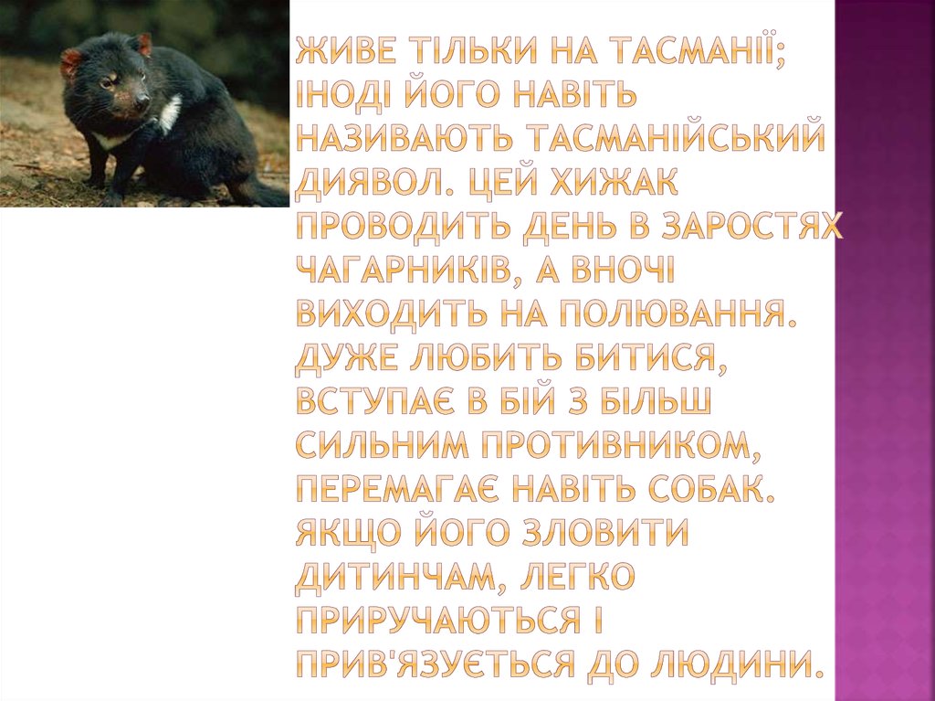 Живе тільки на Тасманії; іноді його навіть називають тасманійський диявол. Цей хижак проводить день в заростях чагарників, а