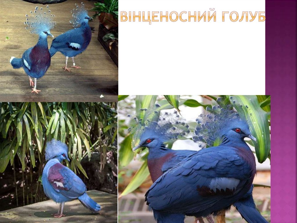 Вінценосний голуб