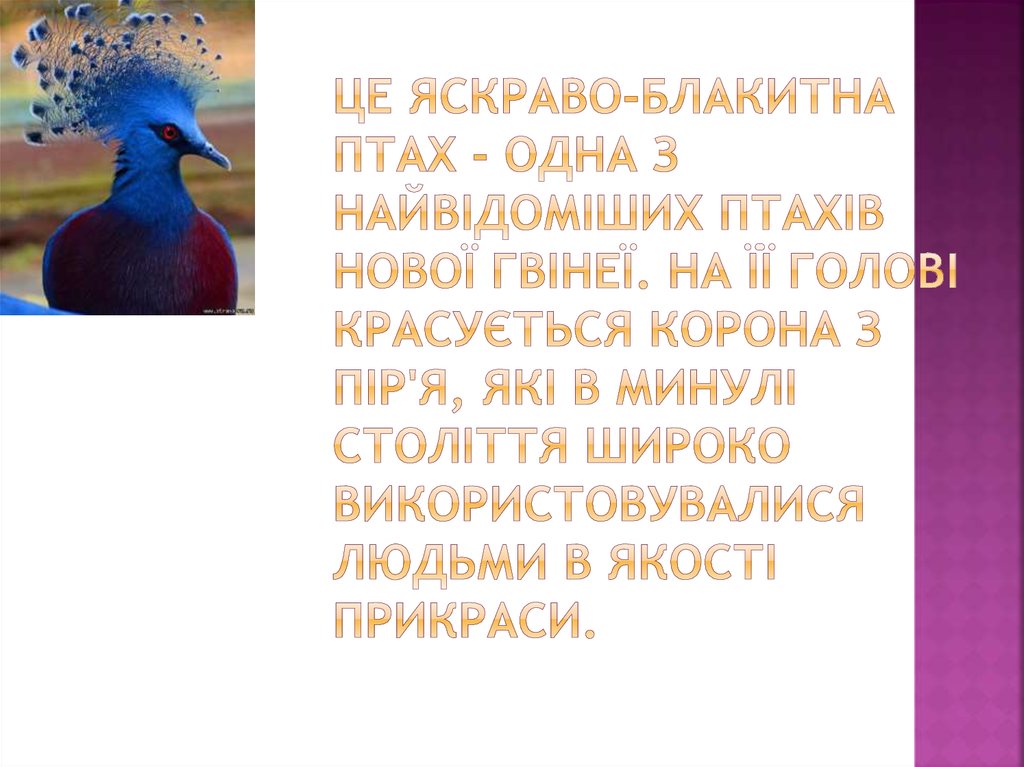 Це яскраво-блакитна птах - одна з найвідоміших птахів Нової Гвінеї. На її голові красується корона з пір'я, які в минулі