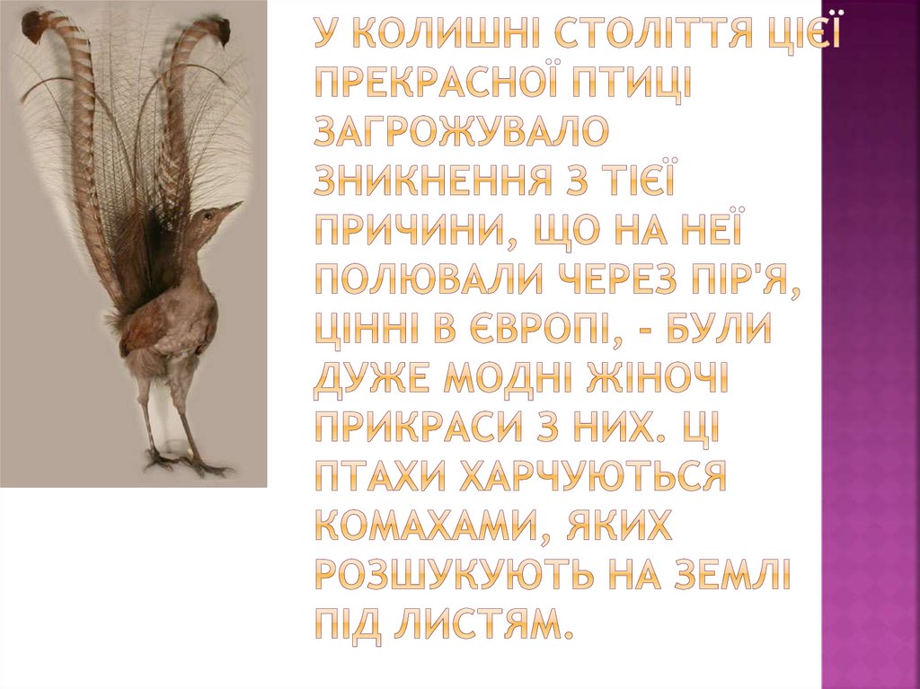 У колишні століття цієї прекрасної птиці загрожувало зникнення з тієї причини, що на неї полювали через пір'я, цінні в Європі,