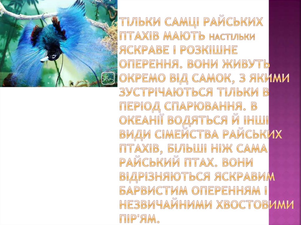 Тільки самці райських птахів мають настільки яскраве і розкішне оперення. Вони живуть окремо від самок, з якими зустрічаються