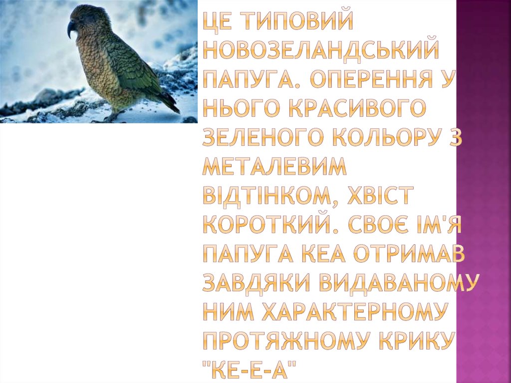 Це типовий новозеландський папуга. Оперення у нього красивого зеленого кольору з металевим відтінком, хвіст короткий. Своє ім'я