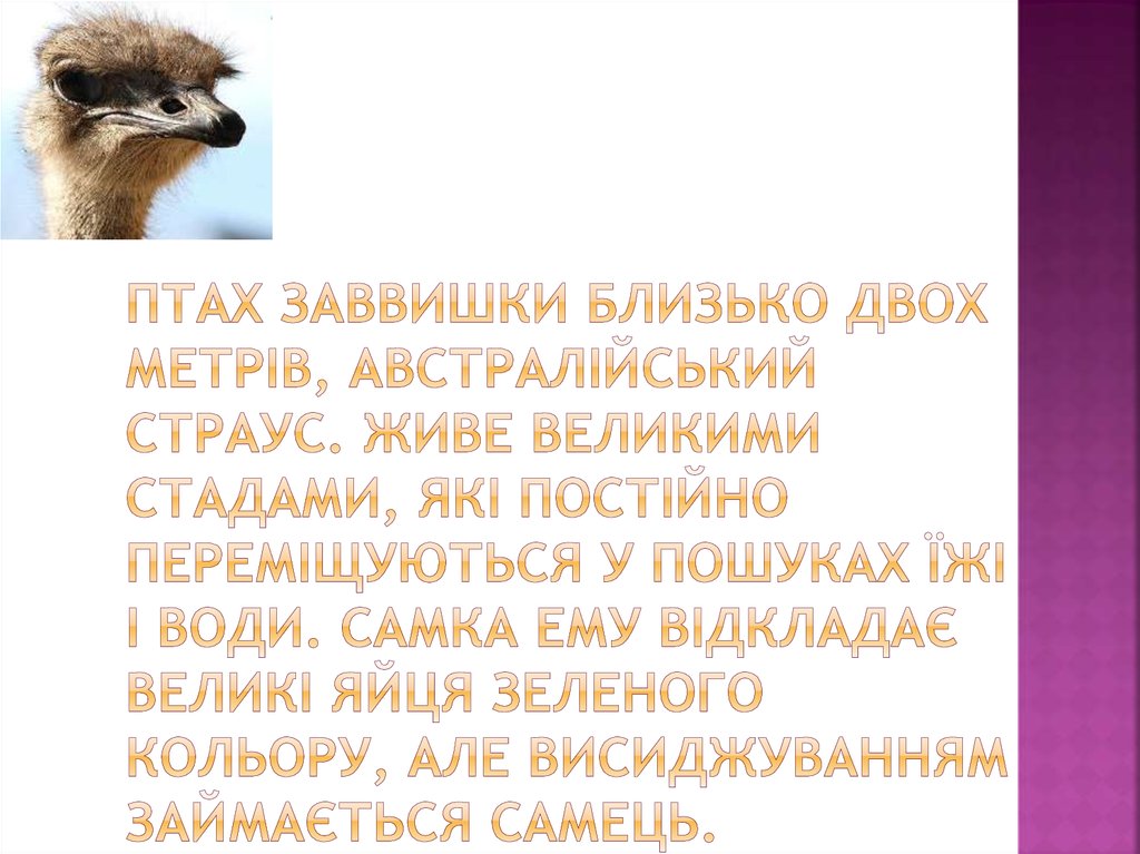 Птах заввишки близько двох метрів, австралійський страус. Живе великими стадами, які постійно переміщуються у пошуках їжі і