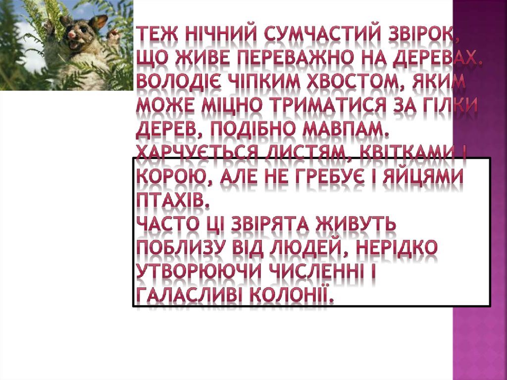 Теж нічний сумчастий звірок, що живе переважно на деревах. Володіє чіпким хвостом, яким може міцно триматися за гілки дерев,