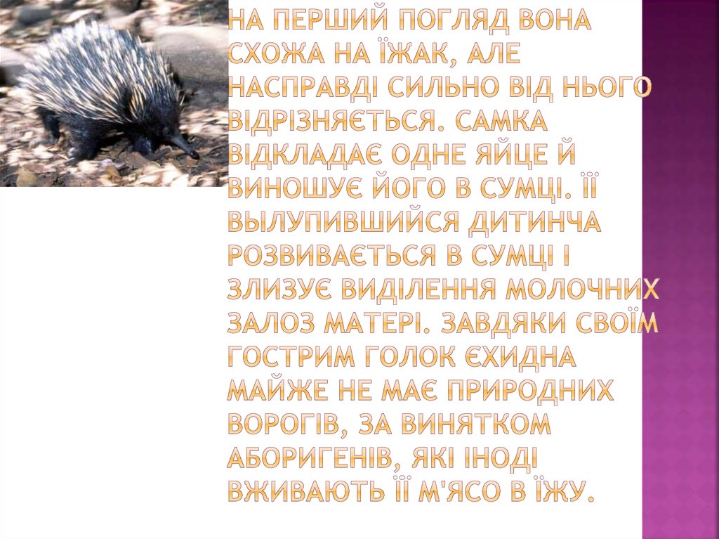 На перший погляд вона схожа на їжак, але насправді сильно від нього відрізняється. Самка відкладає одне яйце й виношує його в