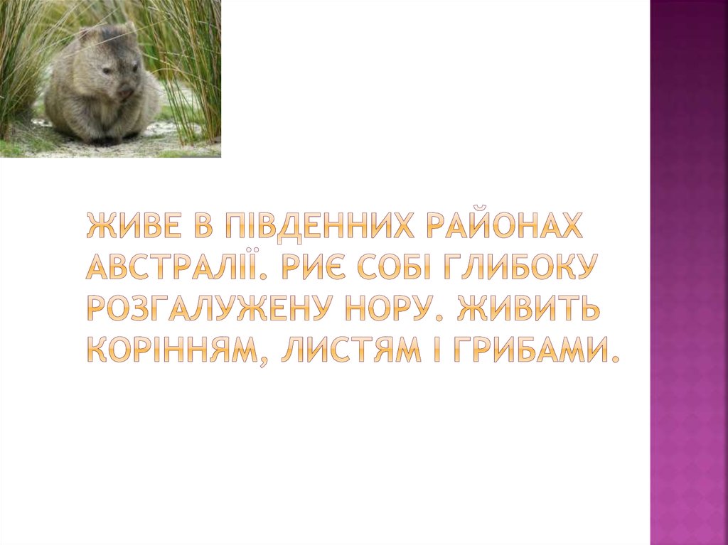 Живе в південних районах Австралії. Риє собі глибоку розгалужену нору. Живить корінням, листям і грибами.