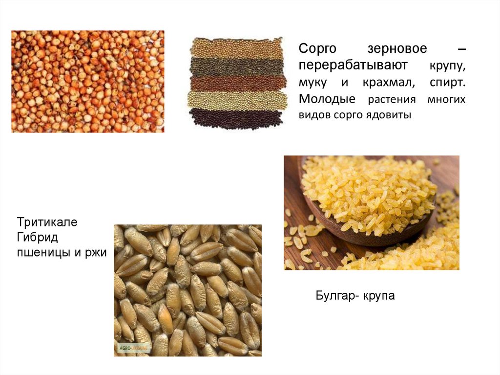 Презентация зерномучные товары