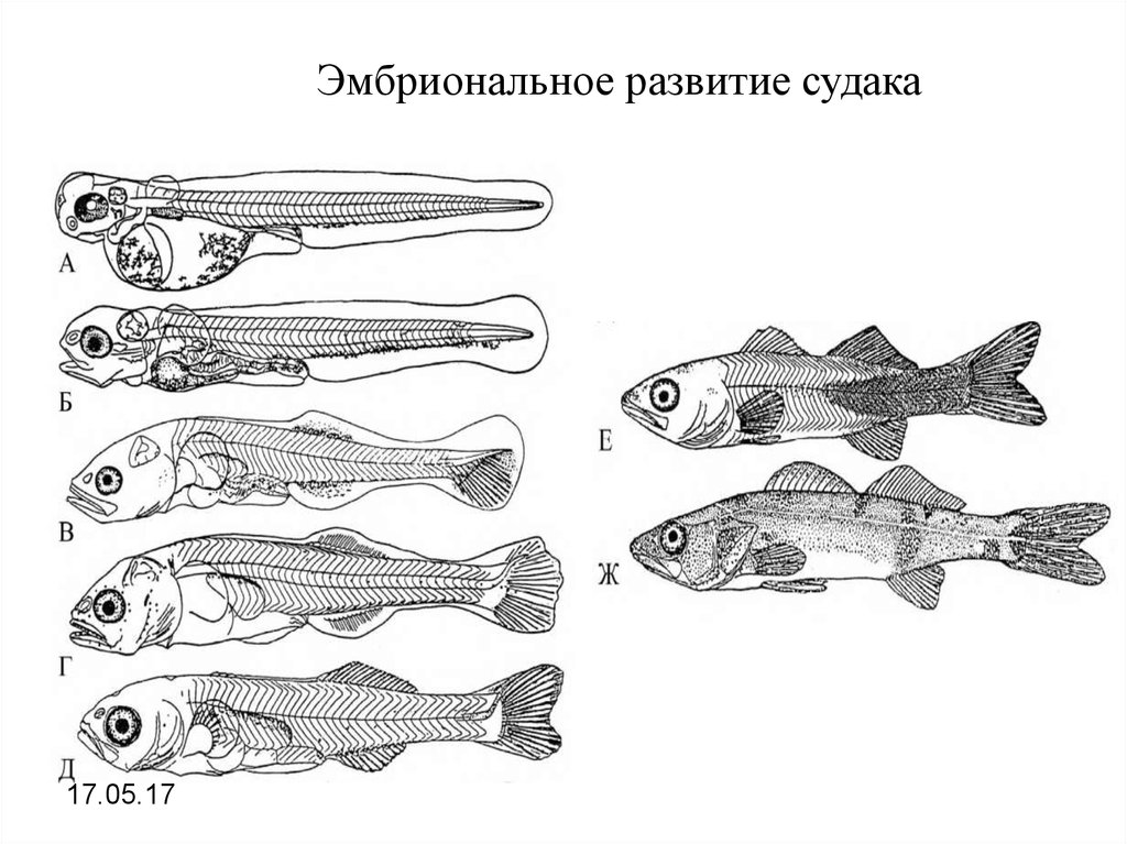 Развитие рыб и насекомых