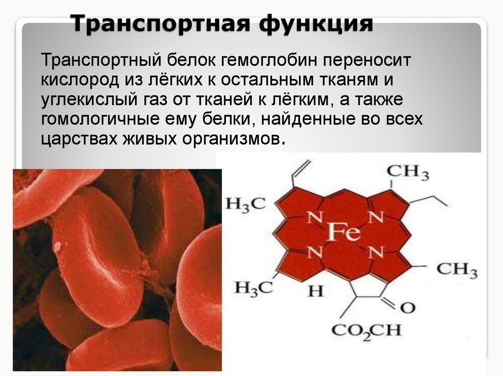 Белки в крови человека какие. Транспортная функция гемоглобина. Функции белков в организме. Транспортная функция белков. Белок гемоглобин функция.