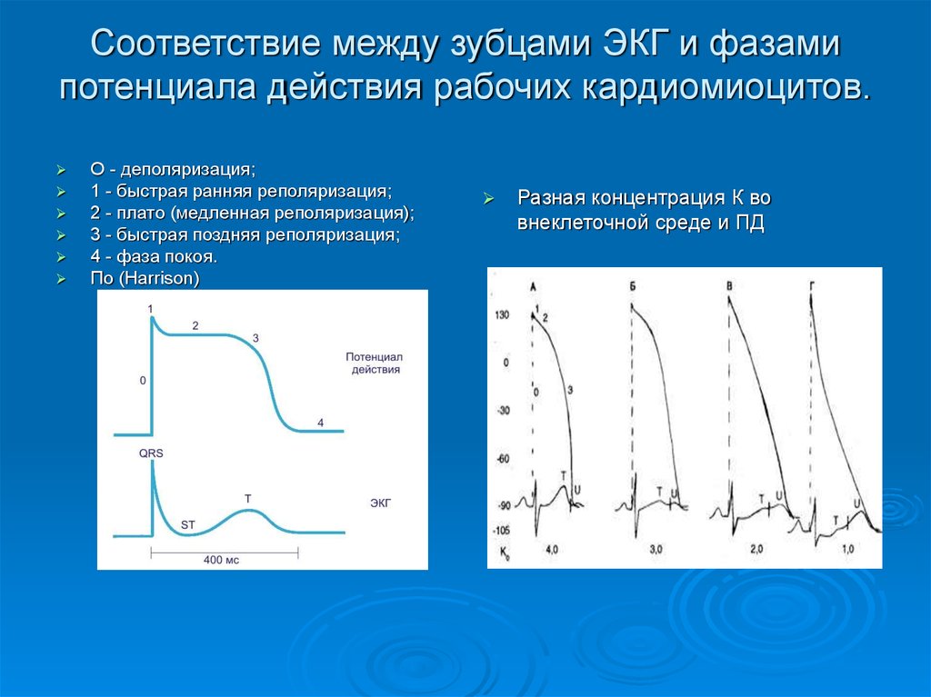 Фазы соответствующие. ЭКГ зубцы деполяризация реполяризация. Фазы деполяризации кардиомиоцитов. Фазы потенциала действия рабочего миокарда.. ЭКГ QRS деполяризация возбуждение.