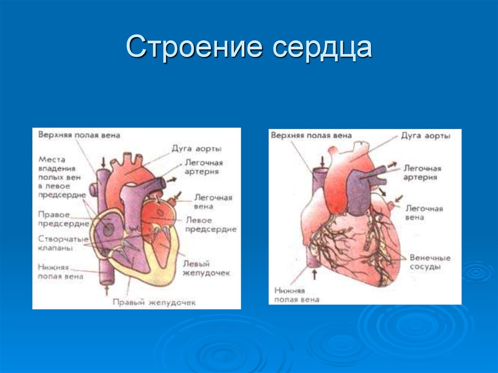 Рисунок клапанный аппарат сердца