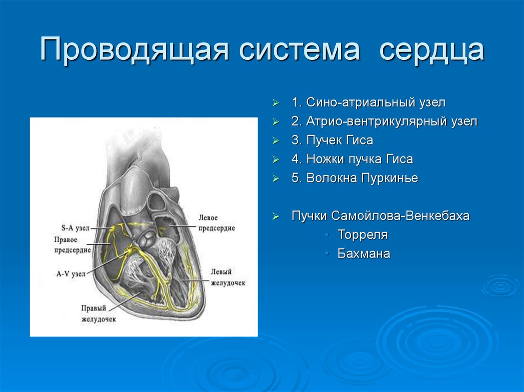 Атриальная полость