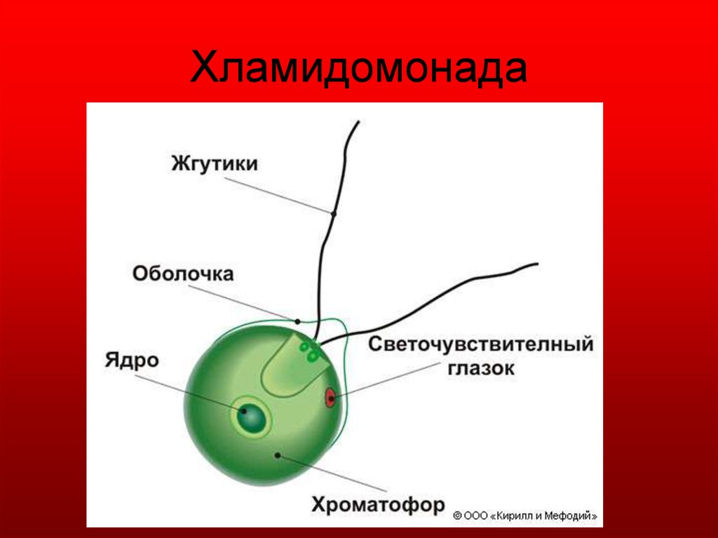 Отдел одноклеточных водорослей. Строение водоросли хламидомонады. Одноклеточная водоросль хламидомонада. Строение клетки хламидомонады. Хламидомонада строение рисунок.