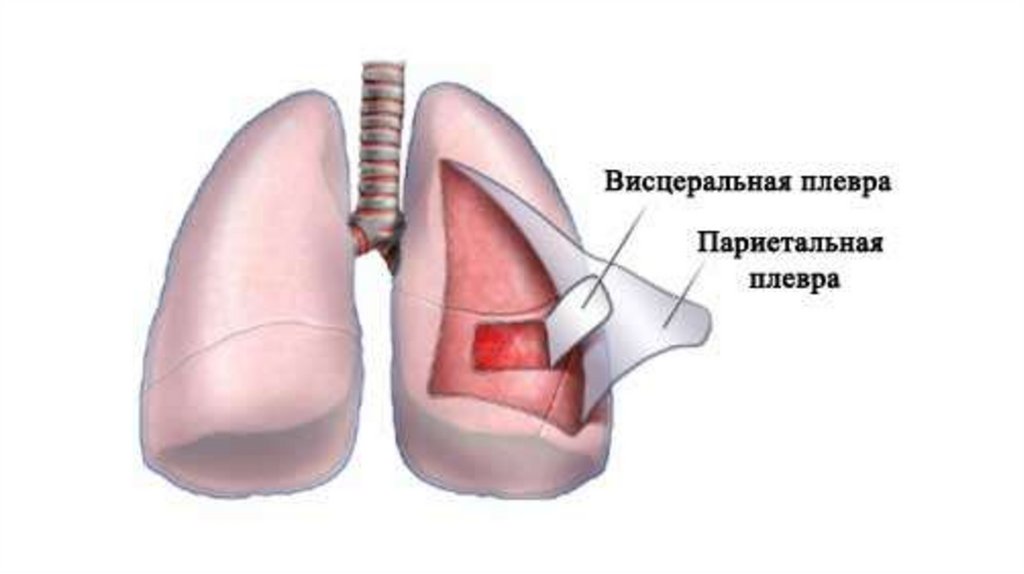 Висцеральная плевра