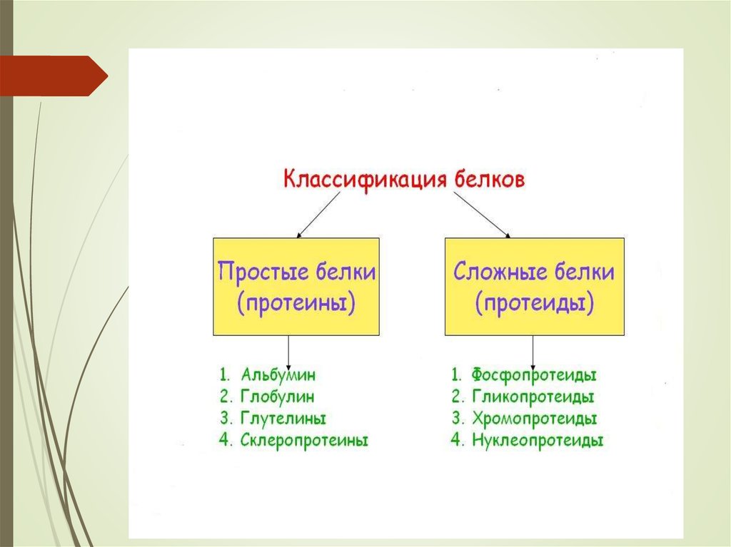 Классификация белков химия. Систематика белки. Животное белка классификация. Классификация белков и их функции. Классификация белков растительные и животные.