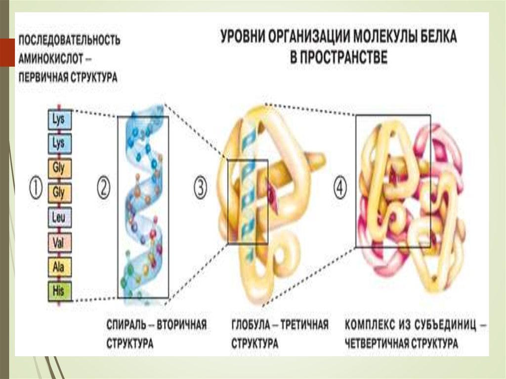 Свойства аминокислот и первичная структура белка