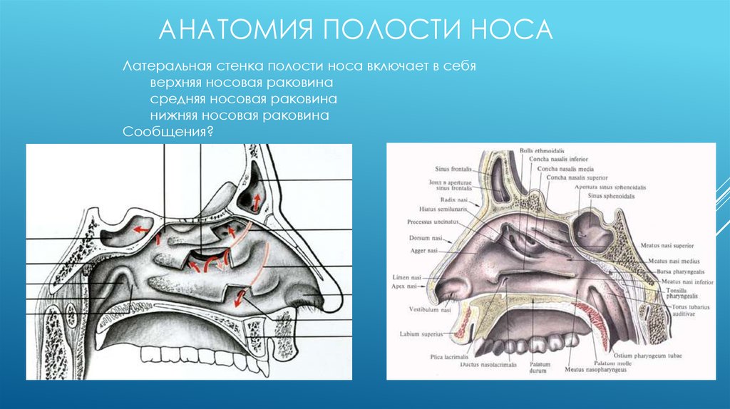 Носовая полость схема