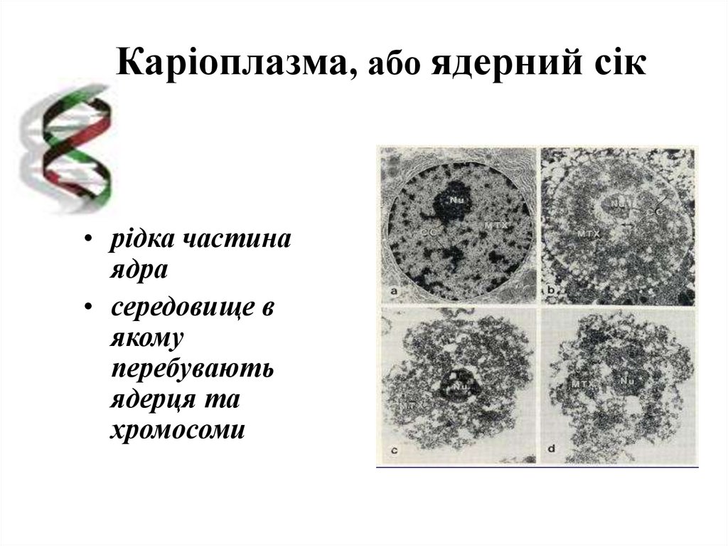 Кариоплазма. Кариоплазма строение. Кариоплазма функции. Функции кариоплазмы в клетке.