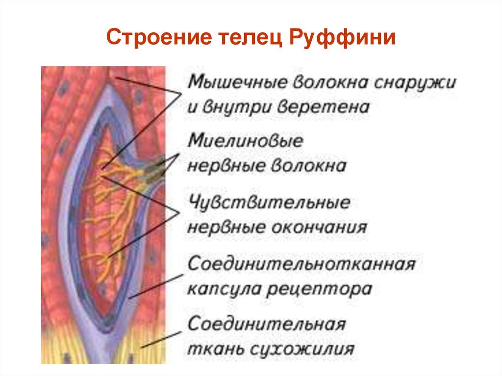 15 строение. Колбы Краузе и тельца Руффини. Тельце Руффини гистология. Тельца Пачини и Руффини. Тельца Руффини строение.