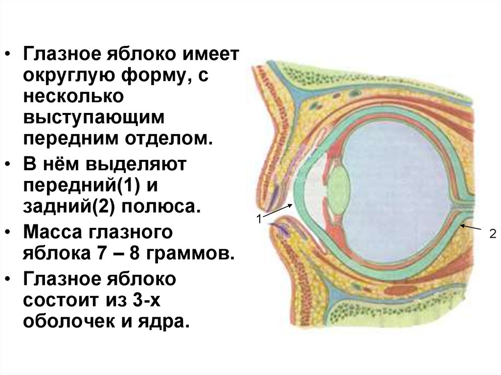 Органы зрения обоняния. Глазное яблоко имеет форму. Органы зрения и обоняния. Овальную форму глазного яблока имеют. Имеют округлую форму.