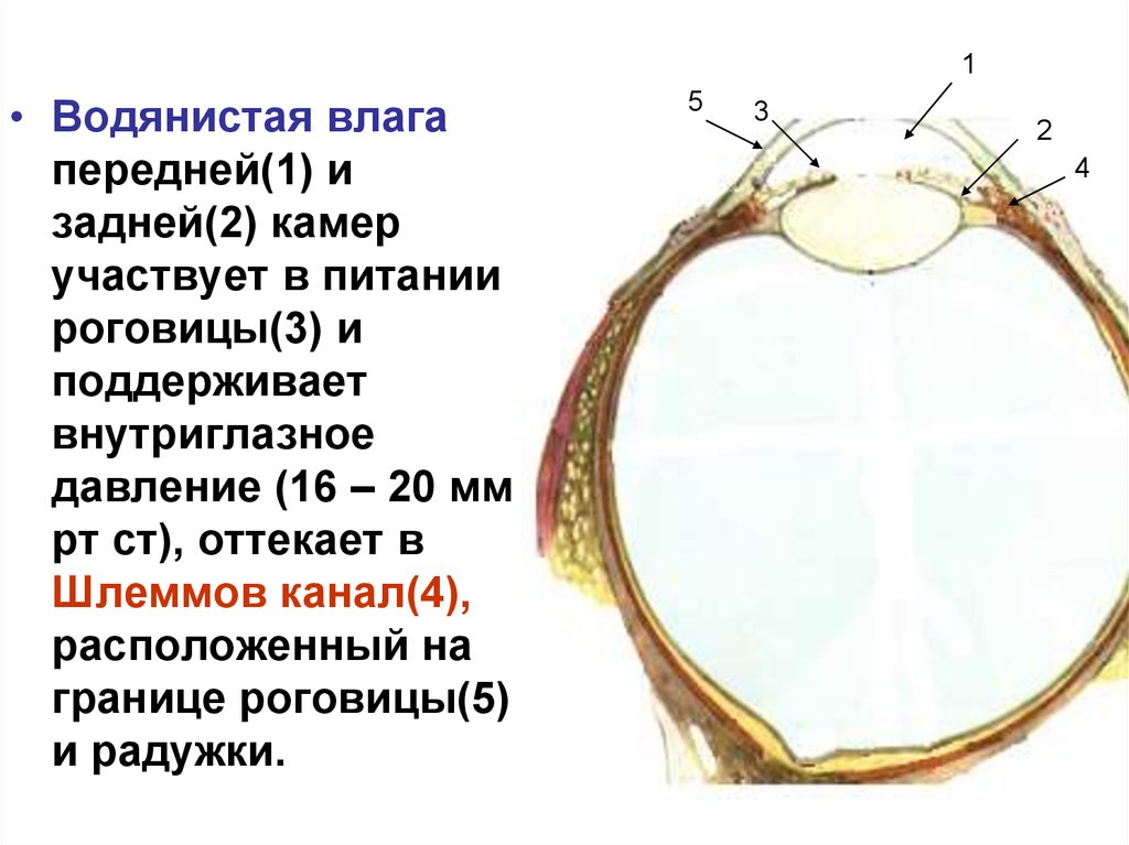 Отток влаги глаза. Влага передней камеры глаза. Водянистая влага задней камеры глаза. Водянистая влага передней камеры. Водянистая влага передней и задней камер глаза.