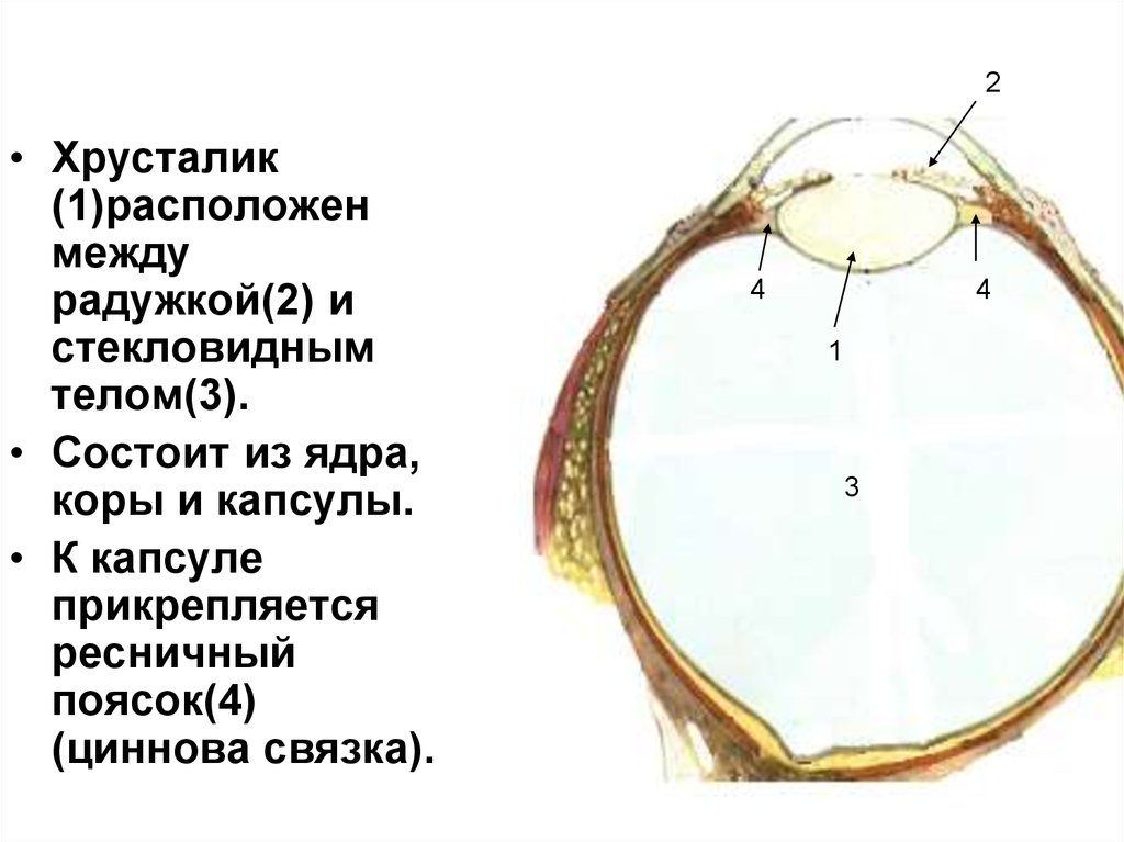 Функции хрусталика. Между радужкой и стекловидным телом расположен. Стекловидное тело расположено:. Между радужкой и стекловидное тело расположено. Кора и ядро хрусталика.