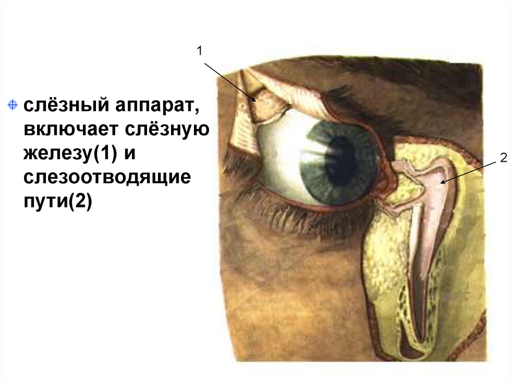 Нижний мешок глаза. Строение глаза Нижний конъюнктивальный мешок. Строение глаза слезный мешок , железа. Строение глаза слёзный канал анатомия. Слезный аппарат глаза конъюнктивальный мешок.