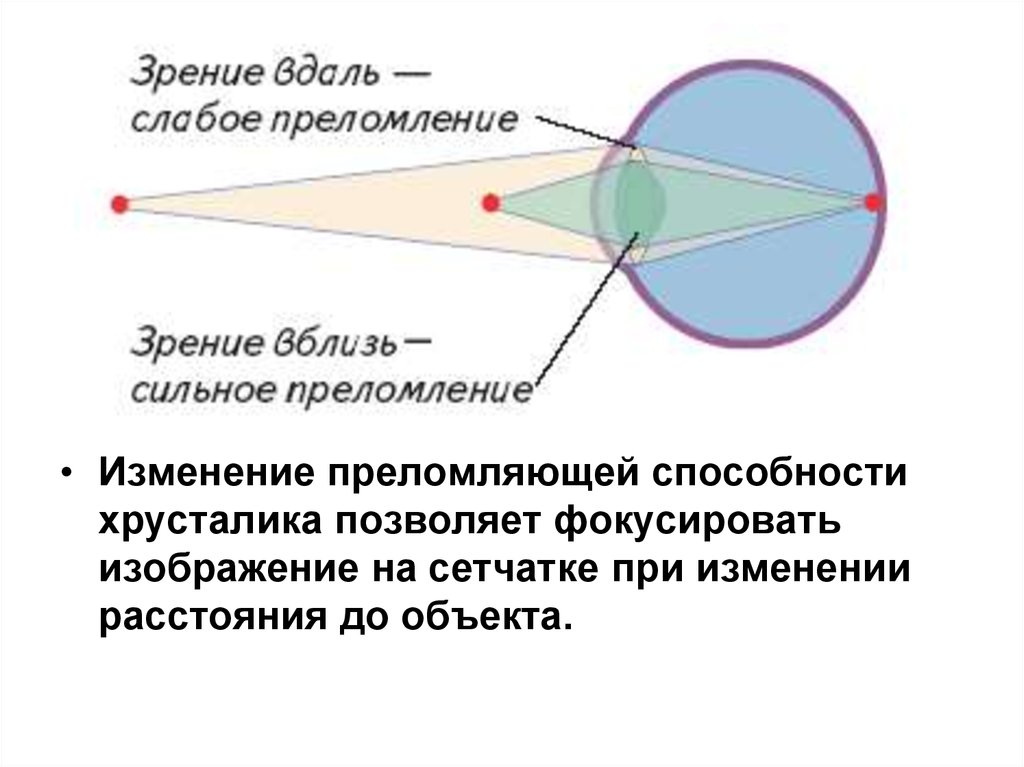 Структура глаза преломляющая солнечные лучи. Фокусирует изображение на сетчатку. Хрусталик фокусирует изображение на сетчатку. Преломляющая способность хрусталика. Схема преломления лучей хрусталиком глаза.