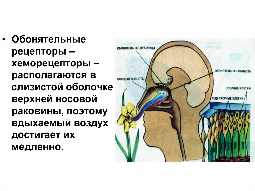 Обонятельные рецепторы. Аксоны обонятельных рецепторов. Обонятельные рецепторы расположены в. Рецепторы обоняния. Расположение рецепторов обоняния.