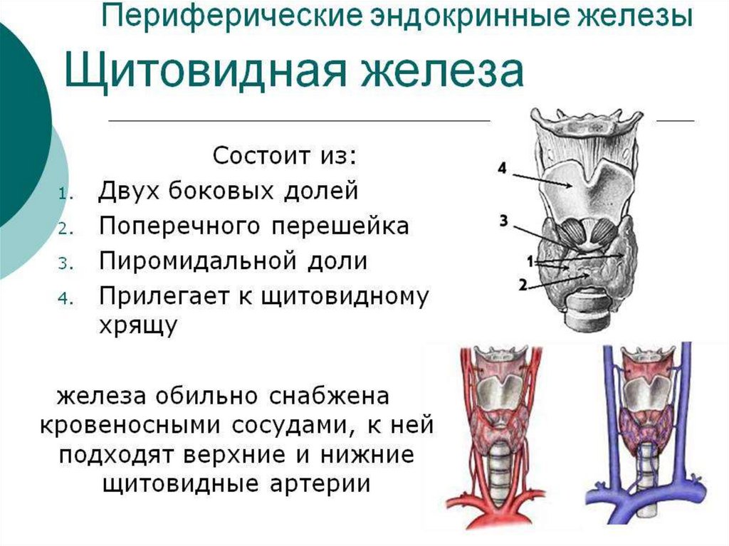 Щитовидная железа сколько. Внешнее строение щитовидной железы. Общий план строения щитовидной железы. Щитовидная железа наружное строение. Щитовидная железа строение анатомия.