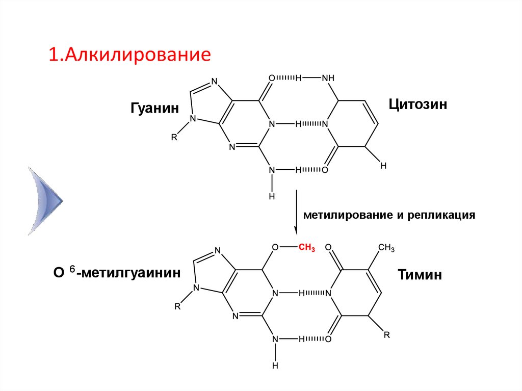 Образуют димеры