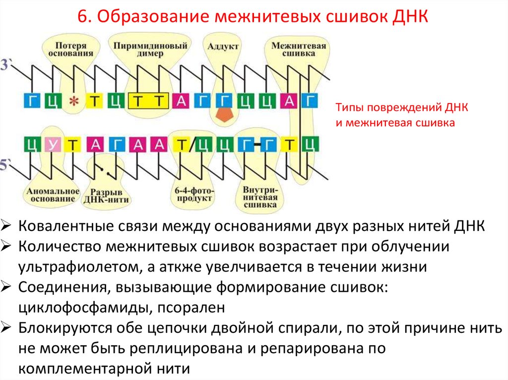 Репарация днк презентация