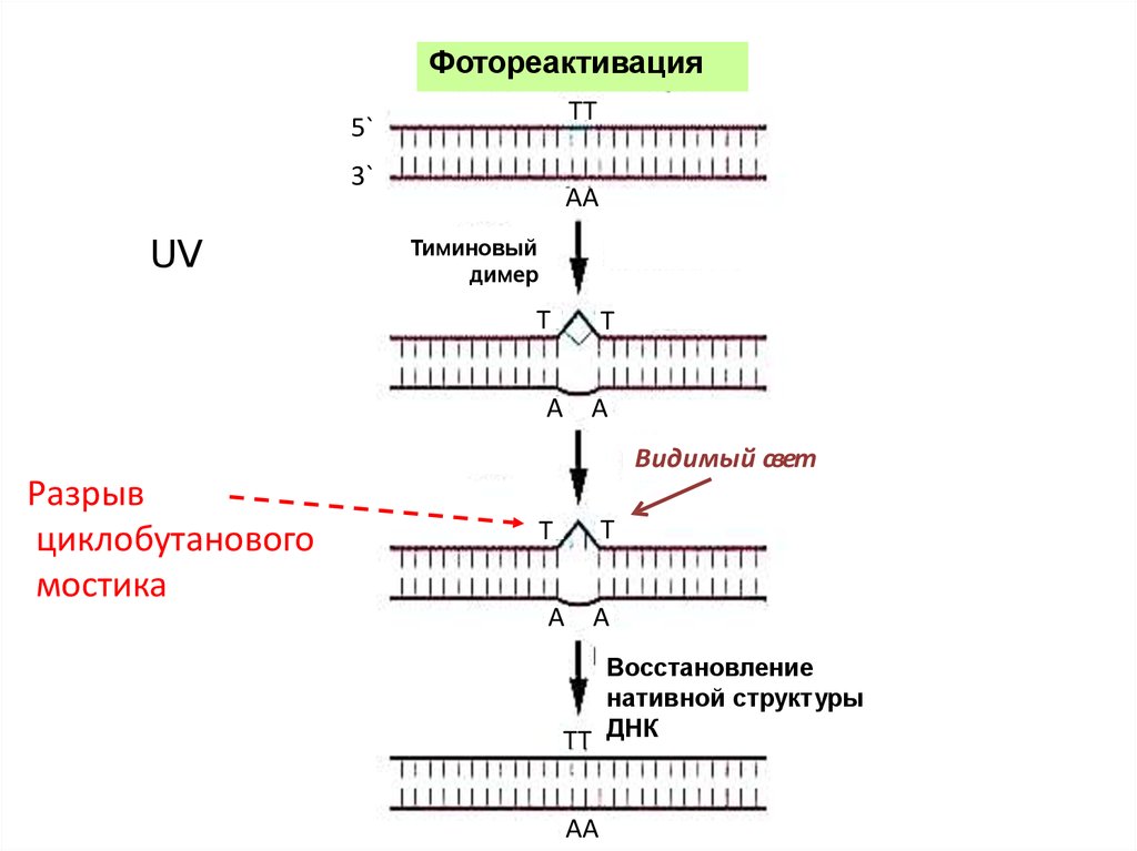 Репарация днк презентация