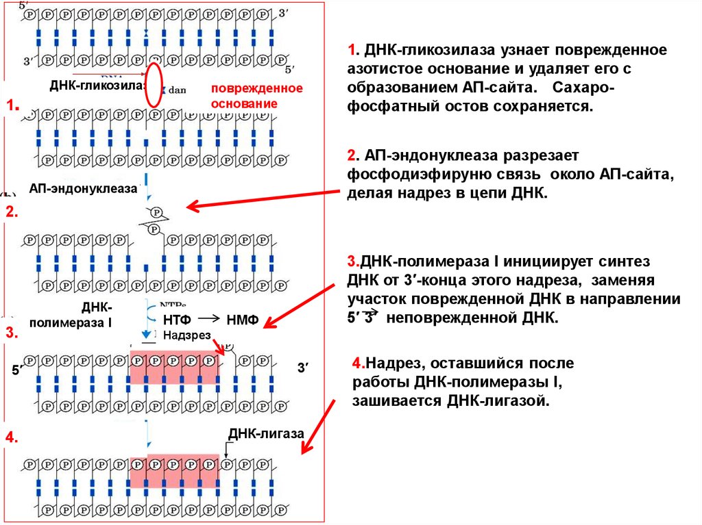 Репарация днк презентация