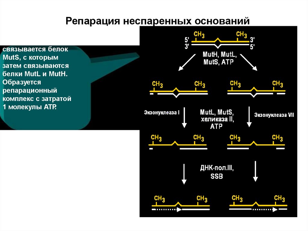 Репарация днк презентация