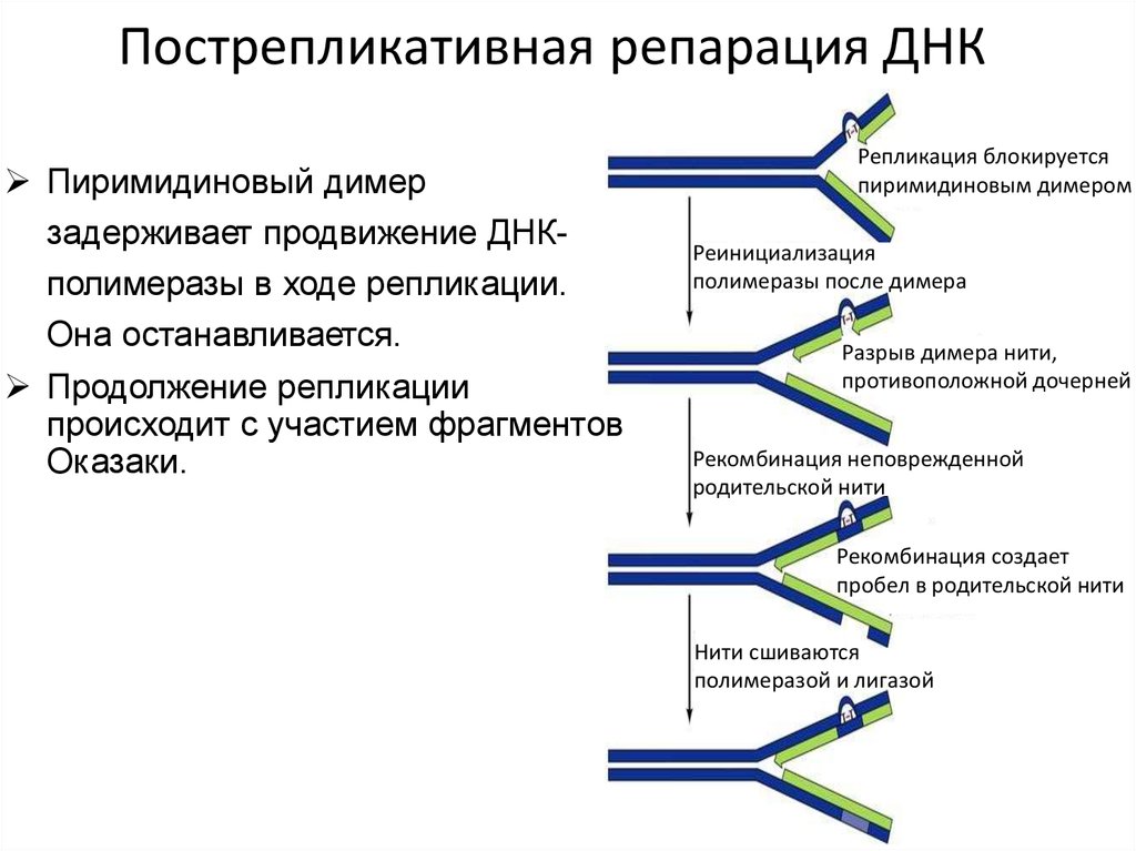 Репарация днк